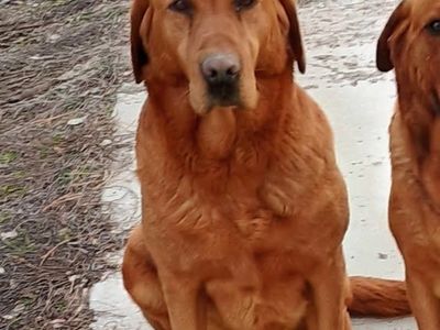 AKC Fox Red Labrador Retriever lab at stud