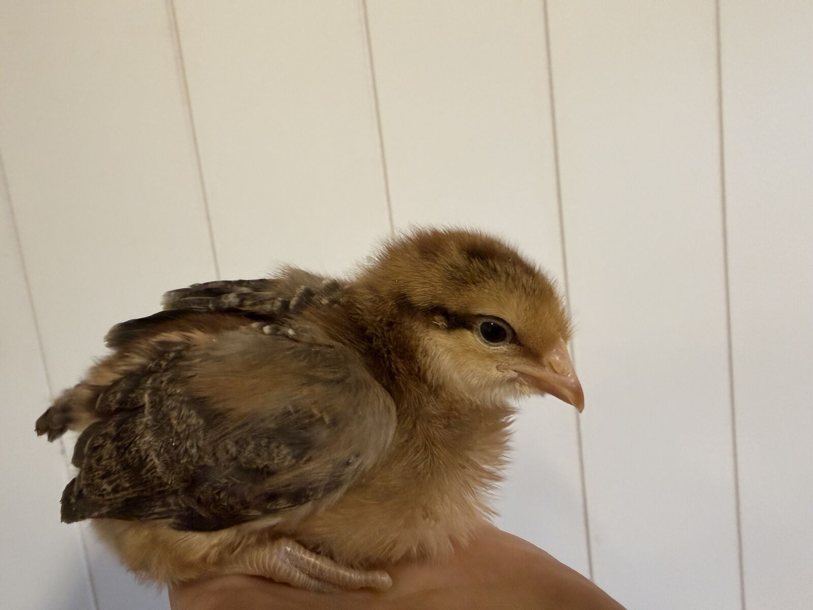 2 welsummers chicks pullets