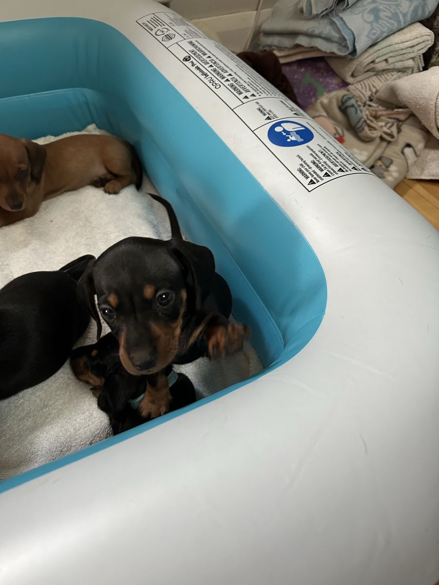 Dachshund pups