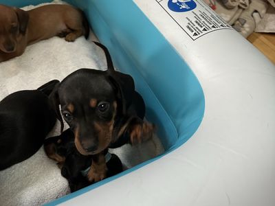 Dachshund pups