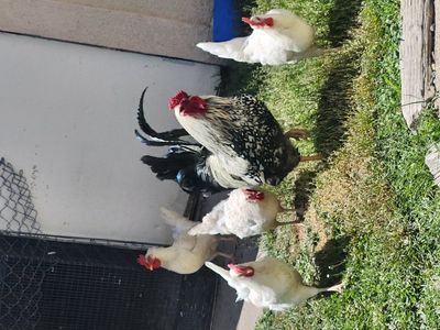 chickens