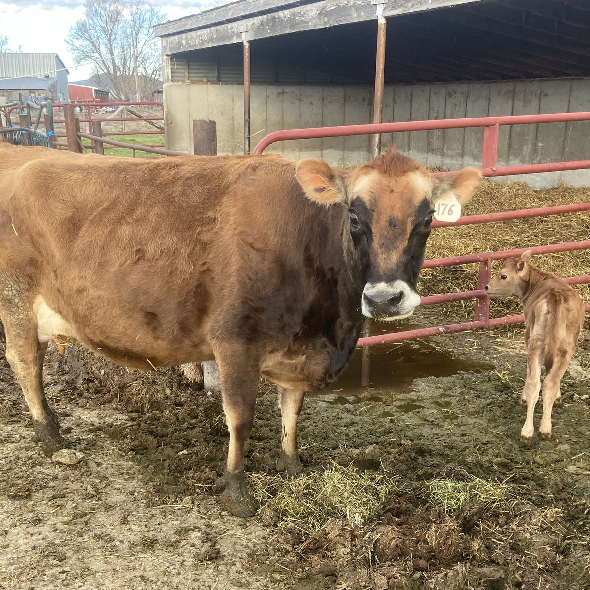 A2A2 Jersey Milk Cow And Baby