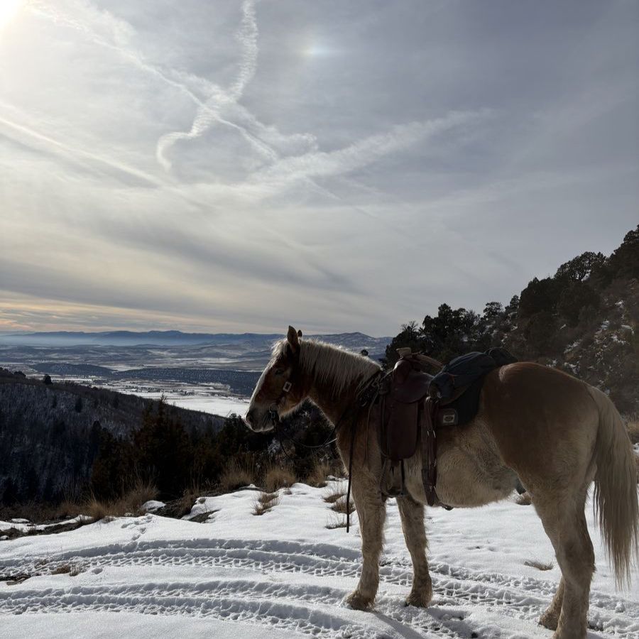 4 Year Old Draft Cross Gelding