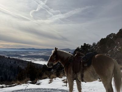 4 Year Old Draft Cross Gelding