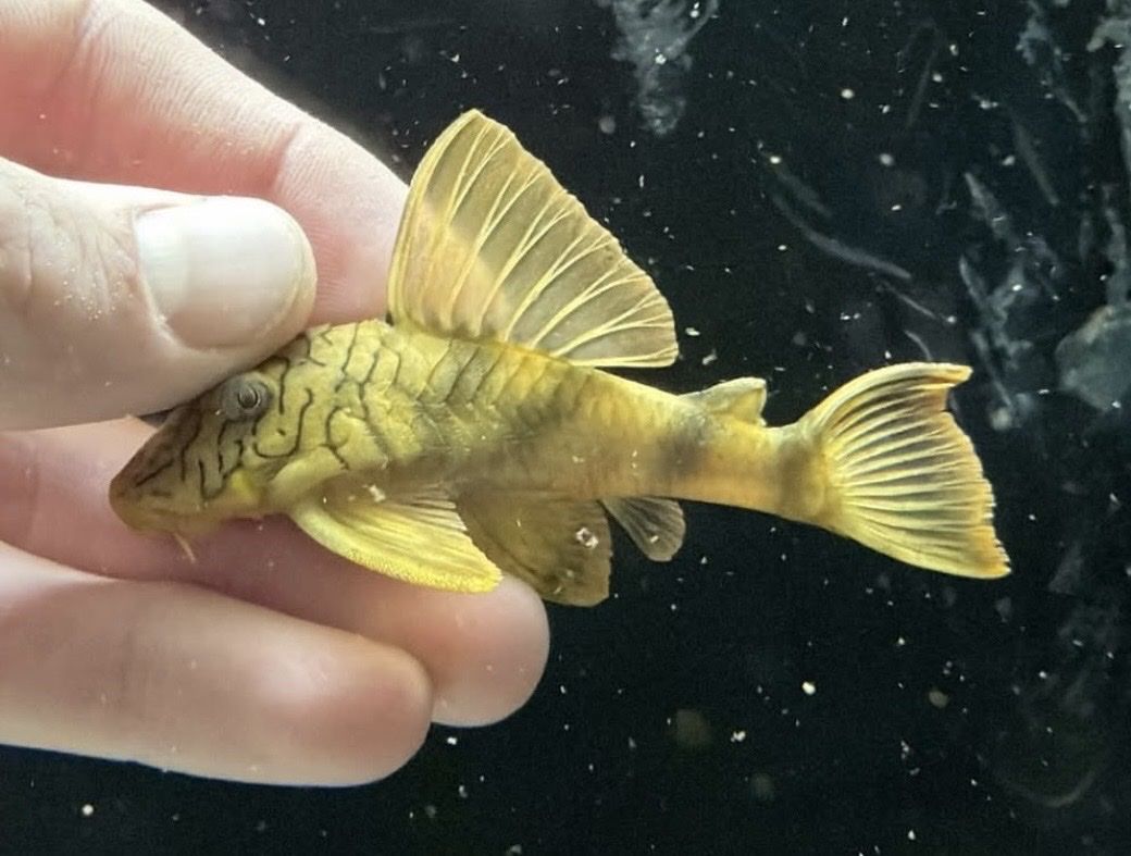 L-305 worm line lemon fin Pleco 