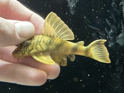 L-305 worm line lemon fin Pleco