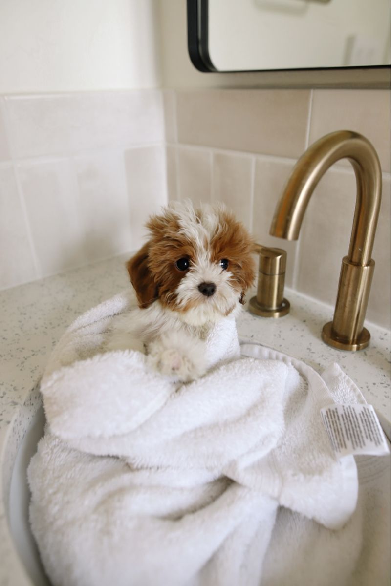 Darling Cavapoo puppy