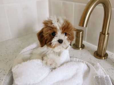 Darling Cavapoo puppy