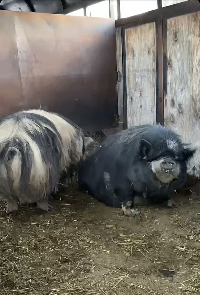 Kune Kune Breeding Pair