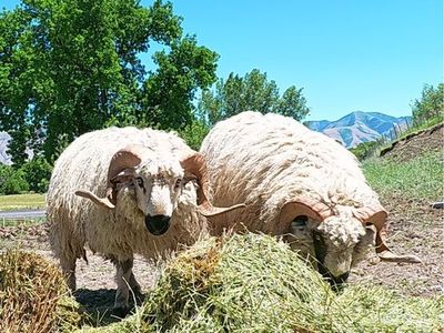 F1 Valais Rams