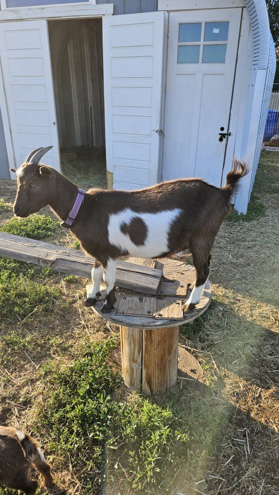 ADGA registered Nigerian Dwarf doeling