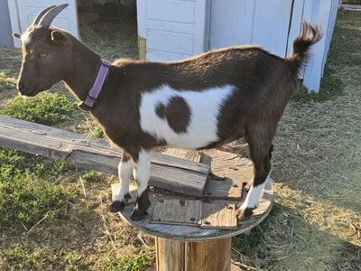 ADGA registered Nigerian Dwarf doeling