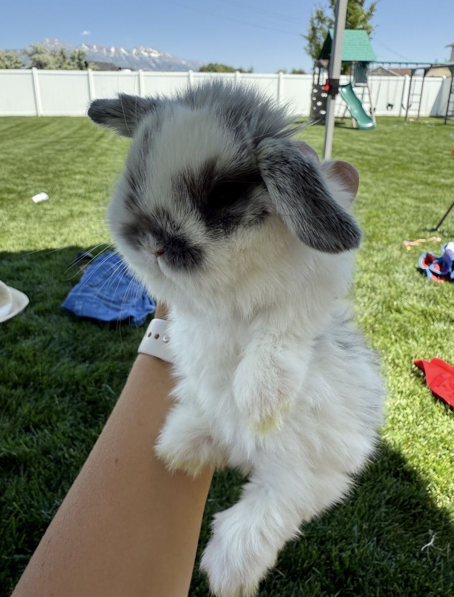 Holland Lop Broken Blue