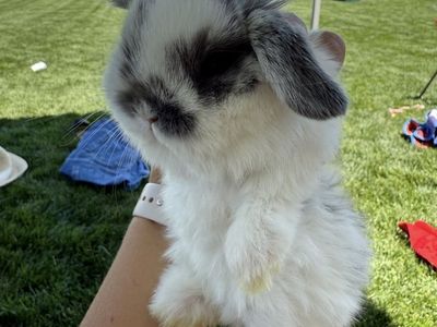 Holland Lop Broken Blue