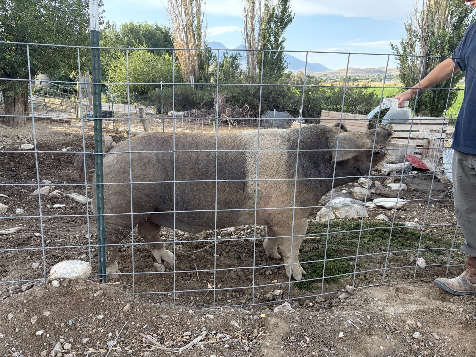 Hampshire Boar 