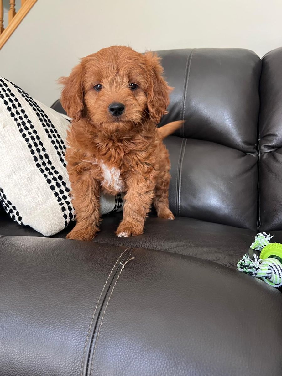 Goledndoodles