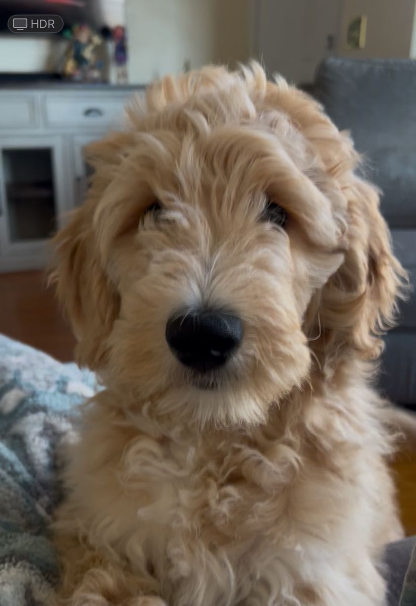 Golden Doodle