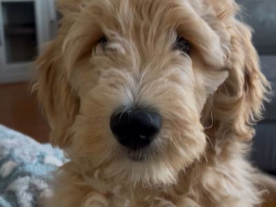 Golden Doodle