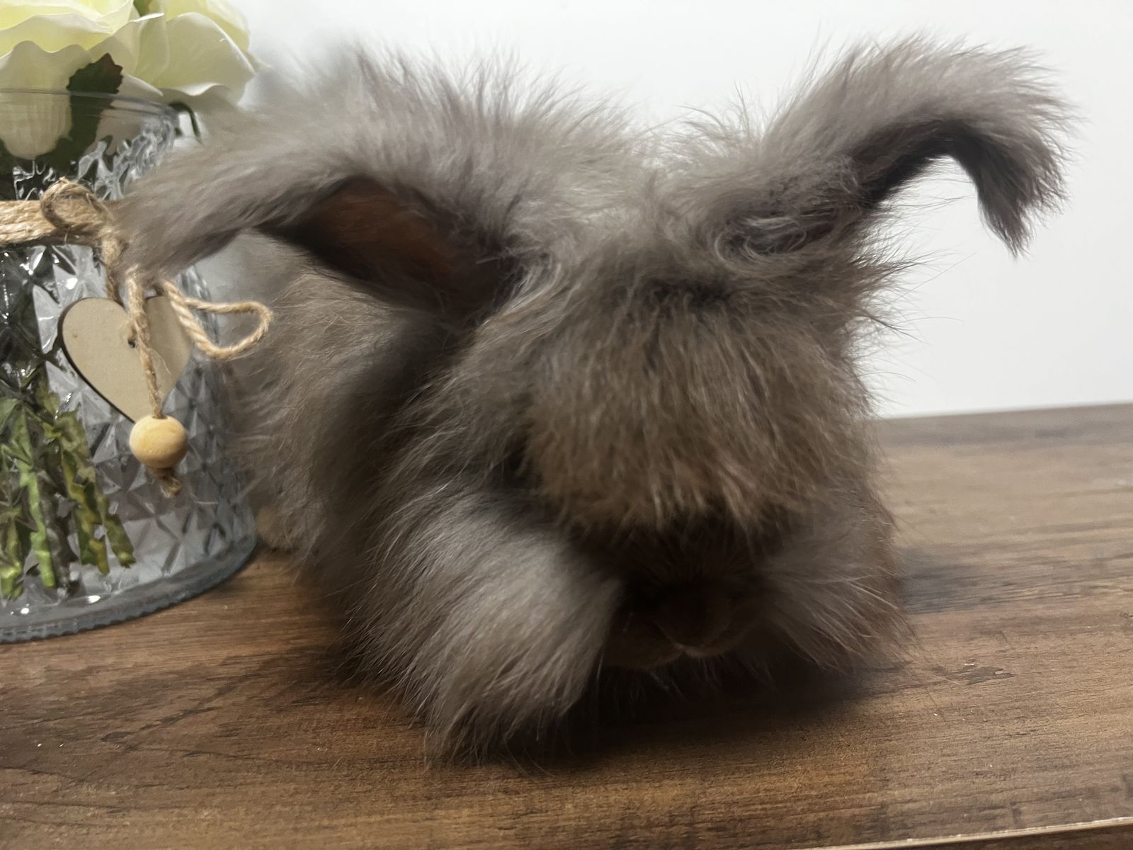 Fluffy Chocolate English angora 9 week old buck