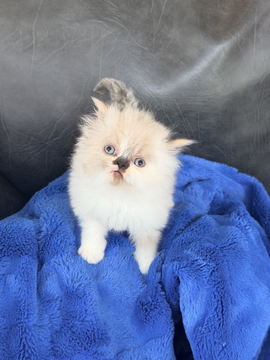 PERSIAN KITTENS