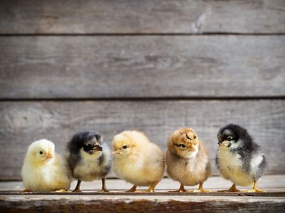 Chicks mix breeds great layers