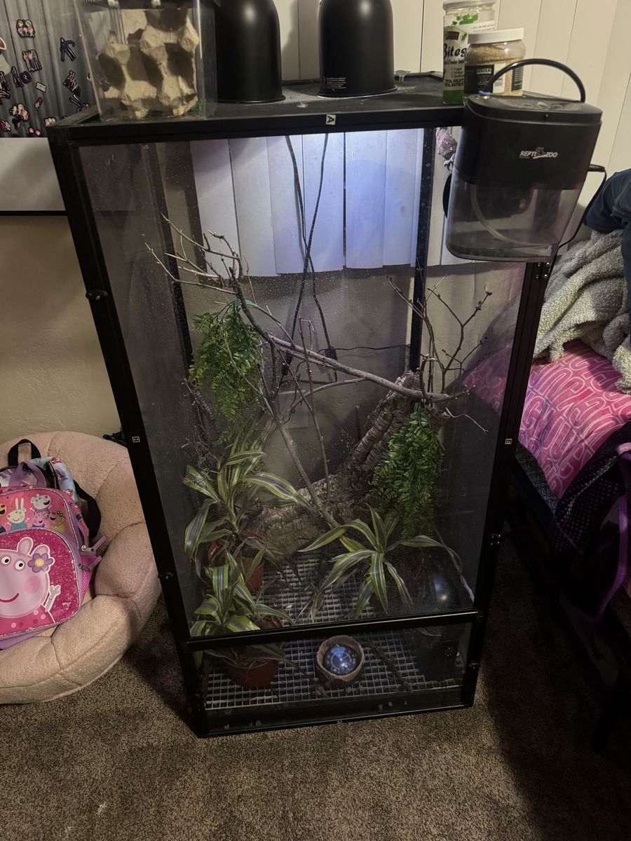 Chameleon + set up for sale