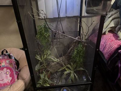 Chameleon + set up for sale