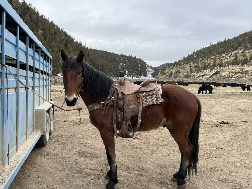 Bay Half Draft Ranch Horse