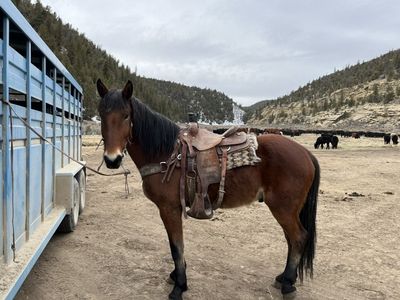 Bay Half Draft Ranch Horse