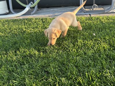 Hunting-Bred Lab Puppies – Proven Hunting Parents