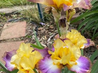 Beautiful Iris Plants--Over 90 Varieties