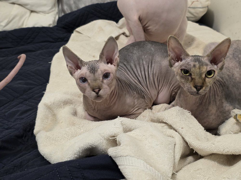 8 month old sphynx