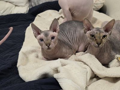 8 month old sphynx
