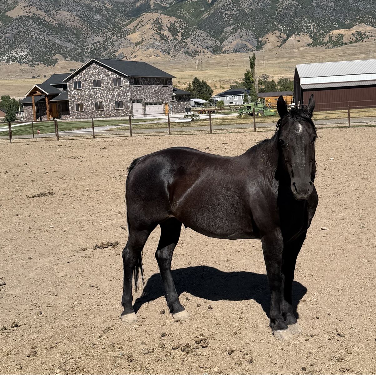 18 yr Old All Around Family Gelding
