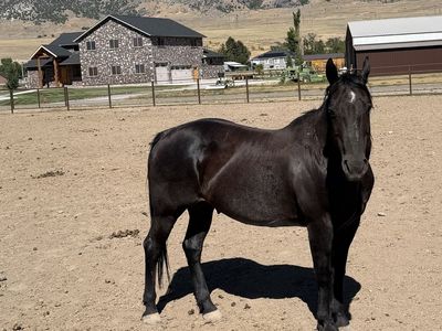18 yr Old All Around Family Gelding