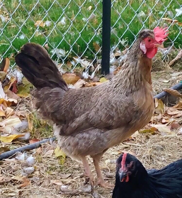 CREAM LEGBAR Hen Chicken "Road Runner" 2 years old for Sale