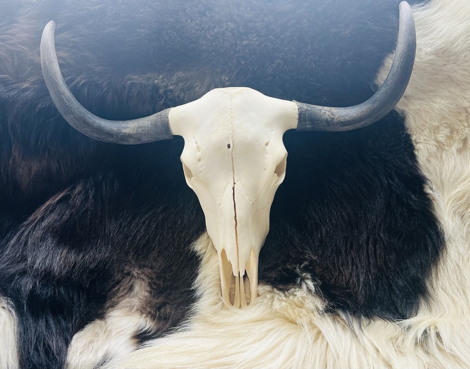 European mount Yak skull