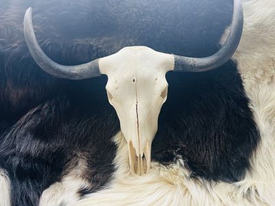 European mount Yak skull