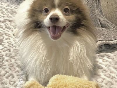 AKC Pomeranian • Dilute Chocolate Parti