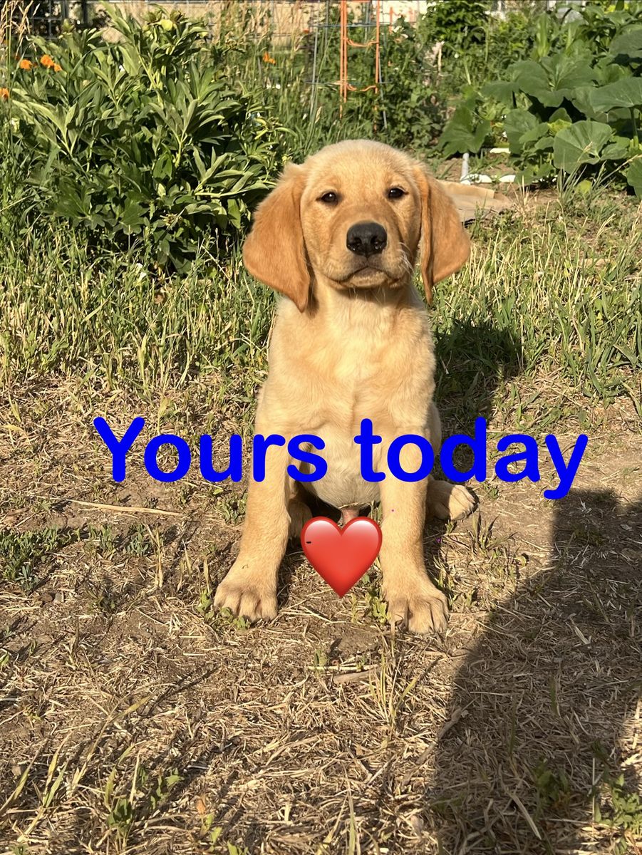 BEAUTIFUL AKC Retriever+ AKC Labrador = CKC Goldador Red Fox male pup. Pick of the litter male.