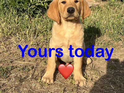 BEAUTIFUL AKC Retriever+ AKC Labrador = CKC Goldador Red Fox male pup. Pick of the litter male.