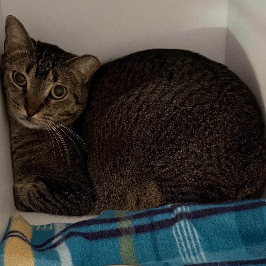 Hello my name is Kaplan