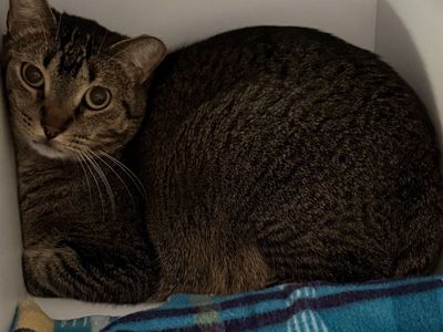 Hello my name is Kaplan