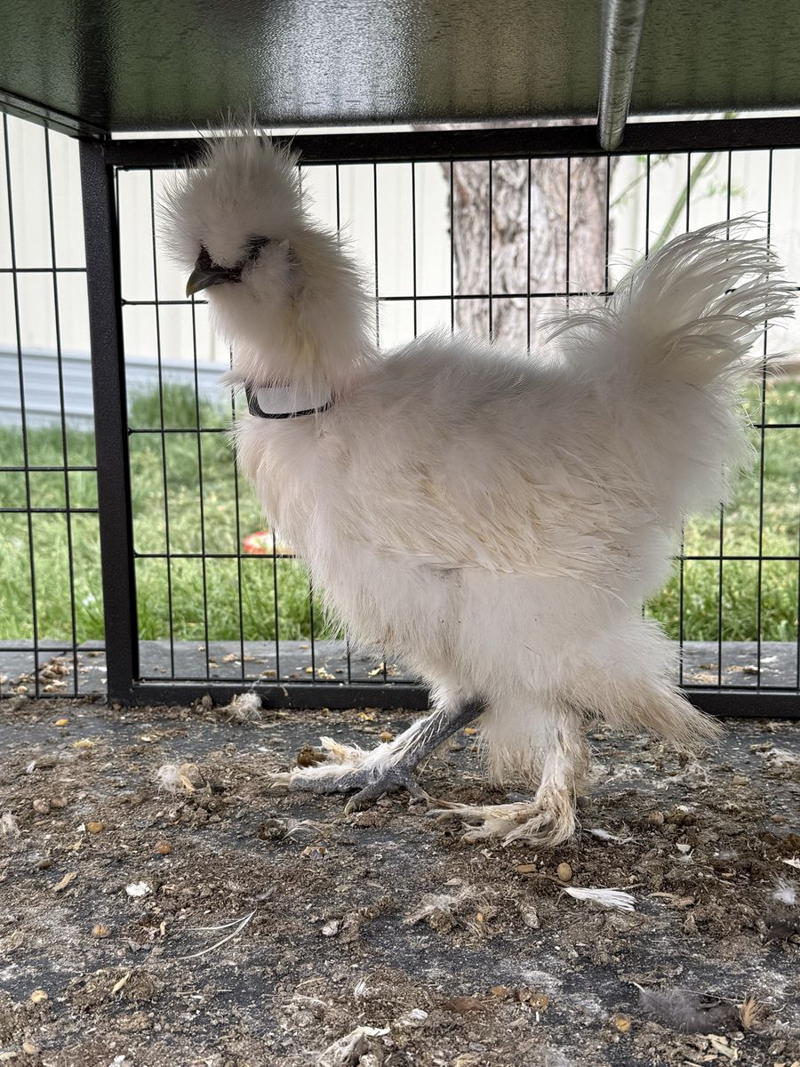 Silkie Bantam Roosters