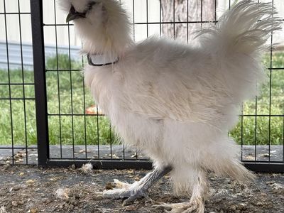 Silkie Bantam Roosters