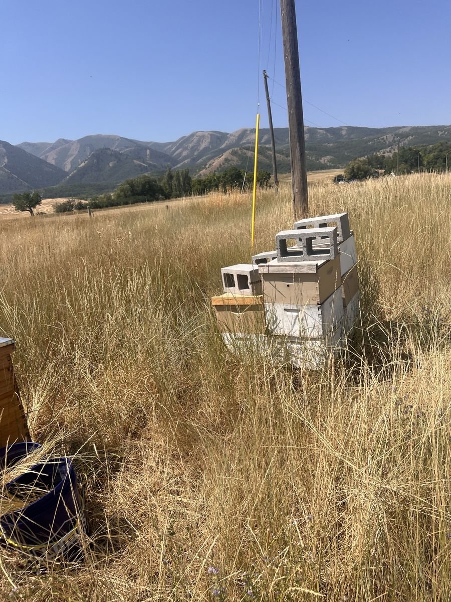Bee hives w/bees