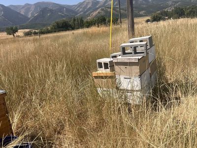 Bee hives w/bees