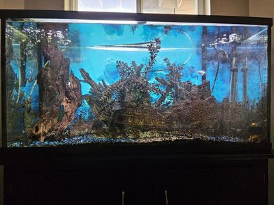 Fish tanks, stands, chemicals, minerals, salts, antibiotics, food, nets, cleaning supplies, filters, heaters, lights, air pump