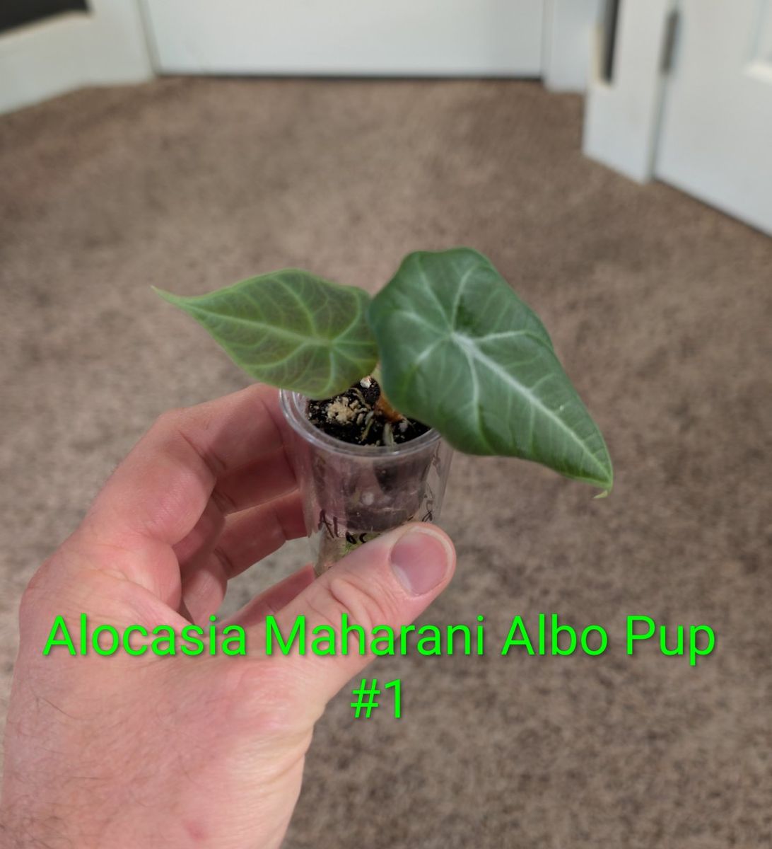 Alocasia Maharani Albo Pup - Rare Small Tropical Houseplant