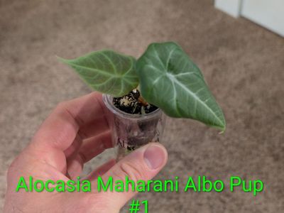 Alocasia Maharani Albo Pup - Rare Small Tropical Houseplant